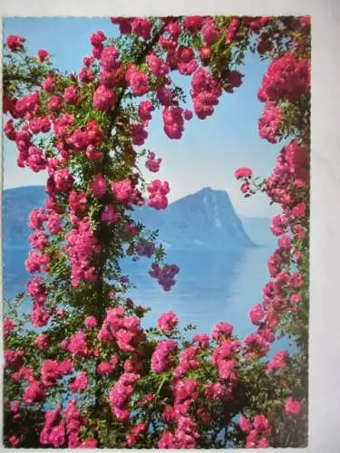 [Echtfotokarte farbig] Vierwaldstätter See mit Bürgenstock. 