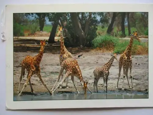 [Echtfotokarte farbig] République  du Cameroun
Girafes  dans le parc national de Waza. 