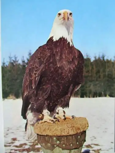 [Echtfotokarte farbig] Weißkopfadler "Lasko" Falknerei Adlerhorst Herbert Schmidt, Bad Wörishofen. 