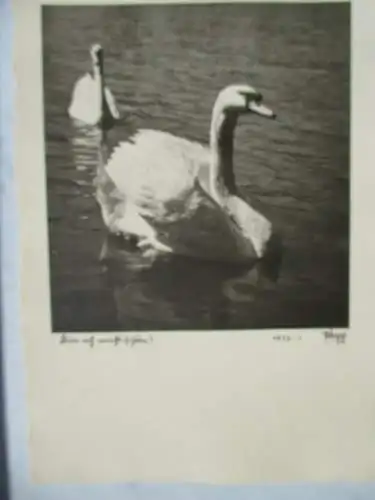[Echtfotokarte schwarz/weiß] Bin ich nicht schön?. 