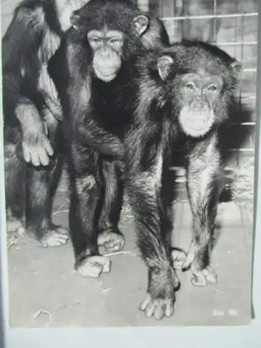 [Echtfotokarte schwarz/weiß] Zoologischer Garten Zürich
die 3 ersten in der Schweiz geborenen Schimpansen. 