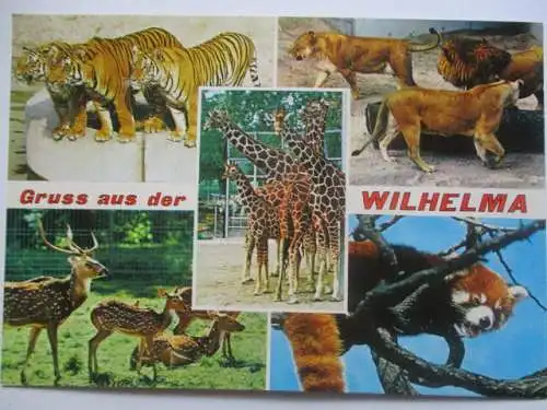 [Echtfotokarte farbig] Stuttgart  Bad Cannstatt
Wilhelma. 