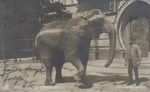 Zoo Berlin Elefant   - alte Karte  .. ( k9550  ) siehe scan