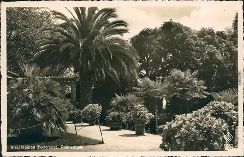 Ansichtskarte Insel Mainau-Konstanz Schlossgarten - Palmenhain 1932
