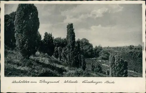 Ansichtskarte Wilsede-Bispingen Wacholder am Totengrund 1934