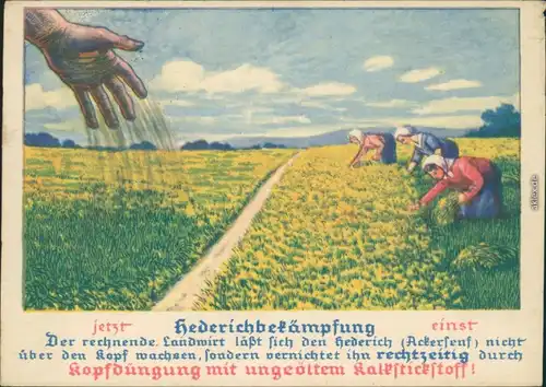 Ansichtskarte  Reklame & Werbung - Düngung - Hederichbekämpfung 1934