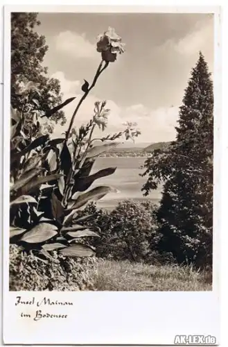 Konstanz Foto Ak Insel Mainau