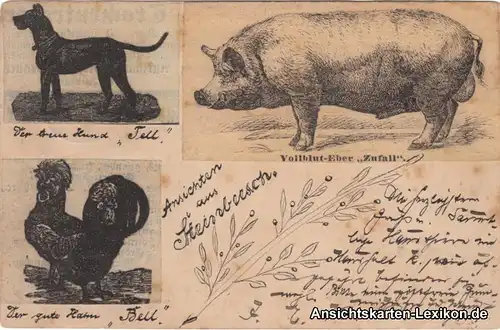 Ansichtskarte  Eigenanfertigung - Tiere 1898