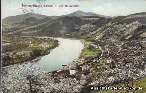 Salesel Sommerfrische Salesel in der Baumblüte