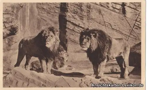 0 Berberlöwen in der Schlucht