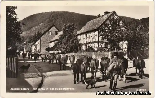 Foto Ansichtskarte Ilsenburg (Harz) Kuhherde in der Buch