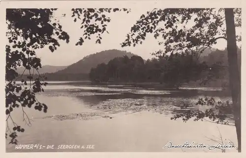 Hammer am See See mit Seerosen