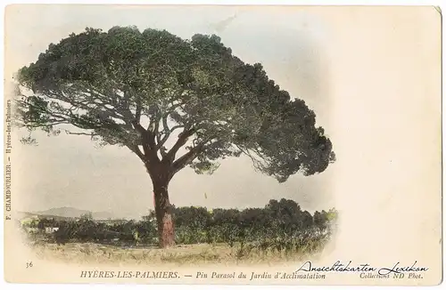 Hyeres-les-Palmiers Baum und Stadt