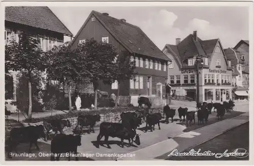 Braunlage Straßenpartie, Cafe und Kühe