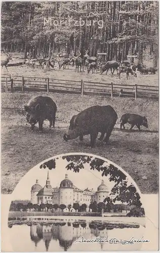 Moritzburg 2 Bild: Wildschweine und Jagdschloss b Radeburg Dresden Ansichtskarte 1913