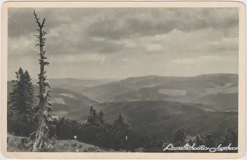 Petzer Dürre Rautze am Hang des Brunnberges (Riesengebirge)