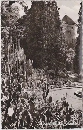 Überlingen Stadtgarten mit  Kakteengruppe