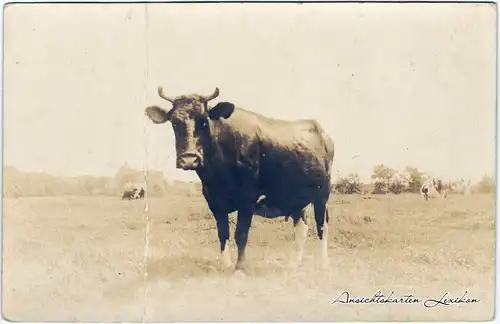 Ansichtskarte  Rind auf Weide Privatfotokarte 1912