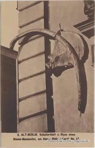 Berlin Schulterblatt und Rippe eines Mammuths - Molken-Markt 13 1922