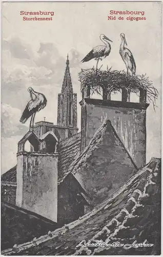 Straßburg Dächer mit Storchen und Dom