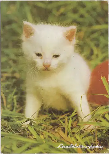 DDR Ansichtskarte  süße weiße Babykatze im Gras 1985  Stempel Eberswalde