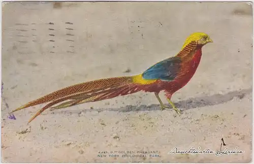 New York Bronx Zoological Park: Golden Pheasant