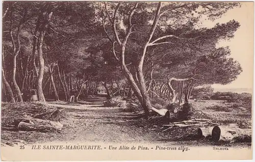 Cannes Une Allée de Pins-Pine-trees alley Alpes-Maritimes CPA 1919