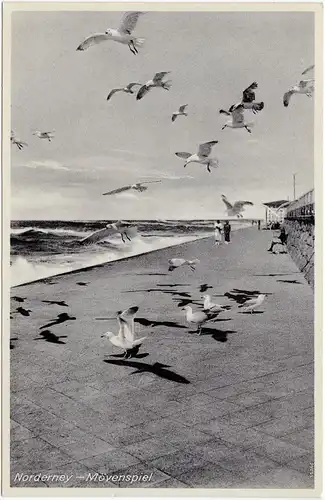 Norderney Partie am Meer mit Möwen Ansichtskarte 1929