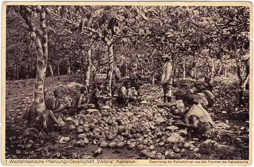  1. Westafrikanische Pflanzungsgesellschaft Viktoria - Kamerun 1930