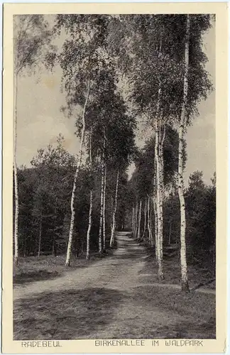 Radebeul Birkenallee im Waldpark 1928