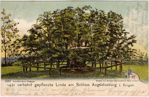 Augustusburg 1421 verkehrt gepflanzte Linde am Schloss Augustusburg 1903