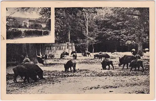 Springe 2 Biuld: Jagdschloss und Wildschweingehege 1925