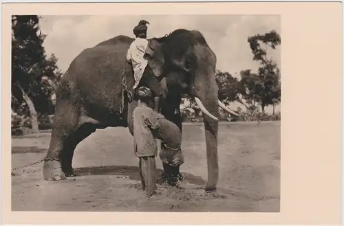  Zähmung eines Elefanten - Ostindien 1930