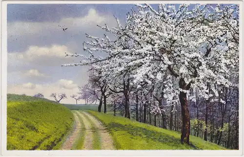 Botanik: Feldweg - Blühende Bäume Künstler Ansichtskarte  1931