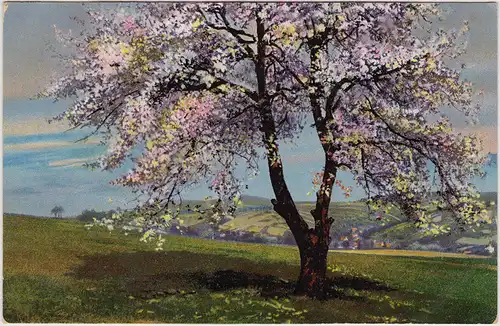 Botanik: Baum in Frühlingsblühte Künstler Ansichtskarte 1913