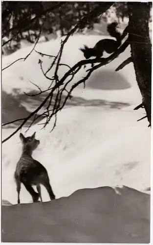  Gruss im Walde: Rehkitz und Eichhörnchen im Schnee 1965 