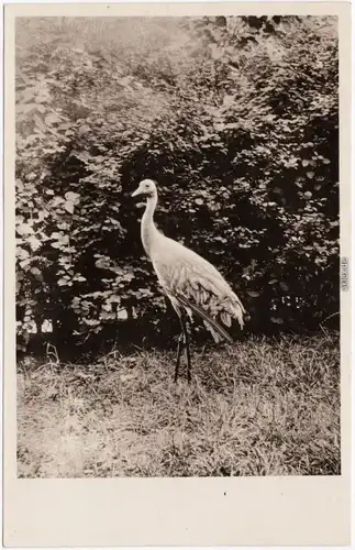 Der Kranich - Naturdenkmäler  Oberlausitz Görlitz Hoyerswerda Rothenburg 1932