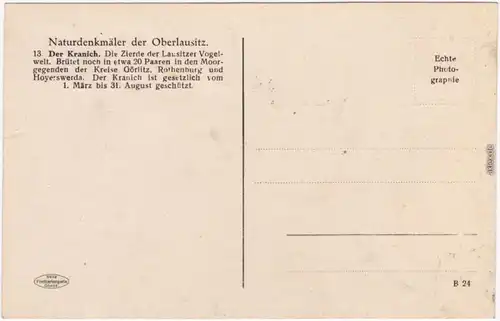 Der Kranich - Naturdenkmäler  Oberlausitz Görlitz Hoyerswerda Rothenburg 1932