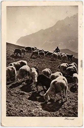 Schafe im Rätikon Ansichtskarte Schäfer  1925