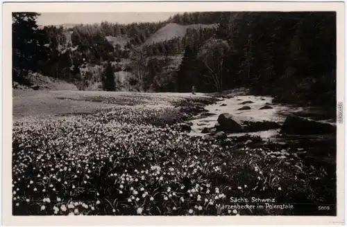 Hohnstein (Sächs. Schweiz) Märzenbecher im Polenztal - Sächsische Schweiz  1932