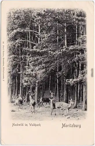 Moritzburg Hochwild im Waldpark Ansichtskarte b Radeburg Dresden  1900