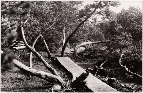 Zinnwald Georgenfeld Altenberg (Erzgebirge) Georgenfelder Hochmoor Foto AK  1963