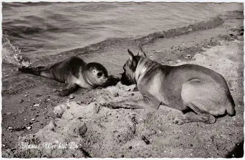 Seltsame Begegnung am Nordseestrand: Robbe und Hund  1965