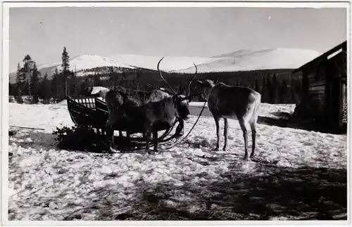 Ansichtskarte  Rentierschlitten Alaska USA United States 1930 Privatfoto