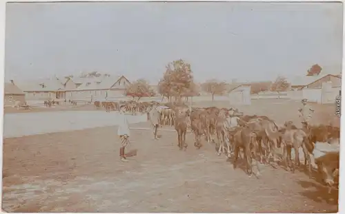 Soldaten führen Pferde zu den Stallungen Militaria WK 1 Privatfotokarte 1918
