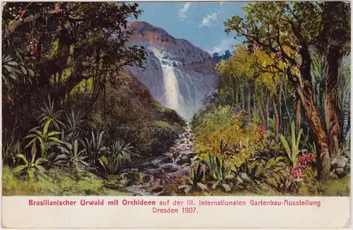Dresden Drježdźany Brasilianischer Urwald mit Orchideen IntGartenaustellung 1907