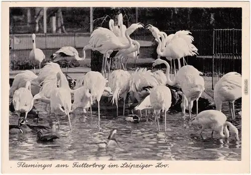 Leipzig Zoologischer Garten - Flamingos am Futtertrog Ansichtskarte 1935