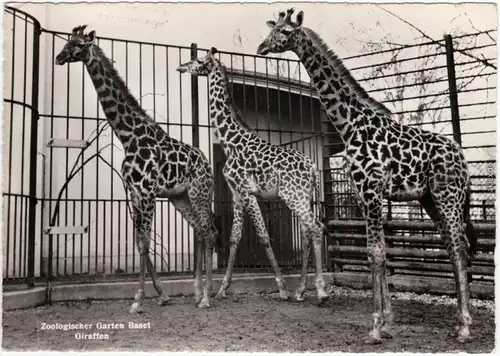 Basel Zoologischer Garten - Giraffen Foto Ansichtskarte  1965