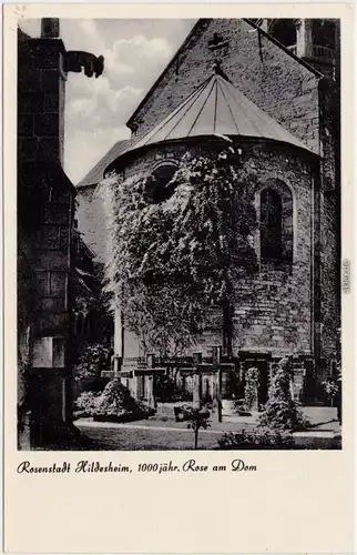 Hildesheim 1000 jährige Rose am Dom Foto Ansichtskarte 1965