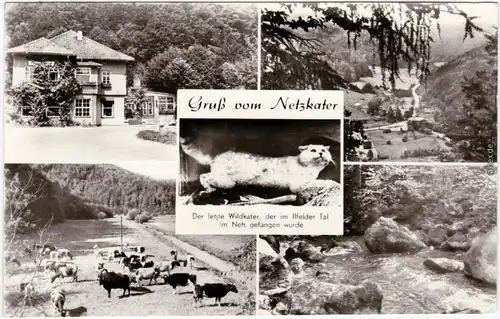 Ilfeld Mehrbild: Netzkater - Restaurant  Foto Ansichtskarte b Nordhausen 1981